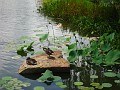 Botanical Gardens 2010 0415